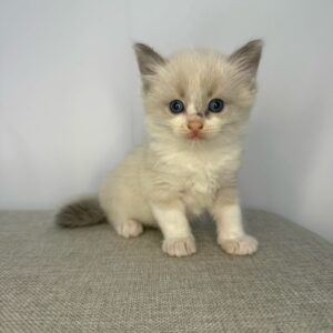 Oliver